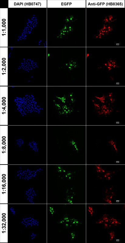 Figure 4. Concentration response of HB8365 staining in pEGFP-C2 transfected HEK293T cells.