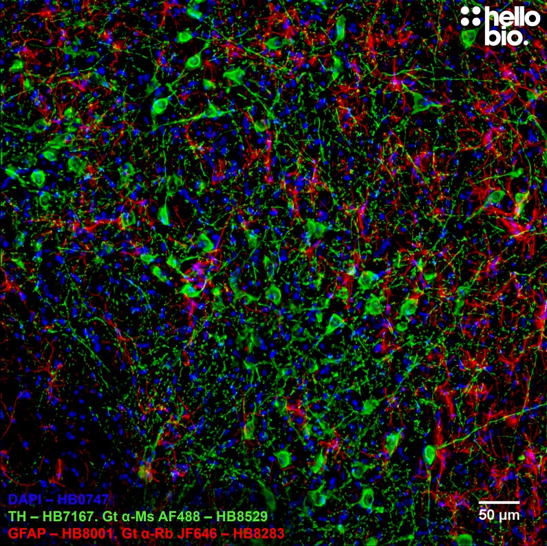 Figure 2. Tyrosine hydroxlase and GFAP staining in rat midbrain using HB8529 Goat Anti-Mouse H&L (AF488) and HB8283 Goat Anti-Rabbit H&L (Janelia Fluor® 646) 