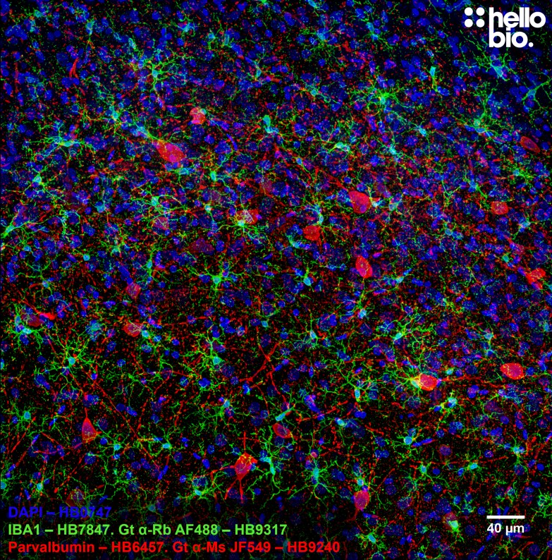 Figure 1. IBA1 and Parvalbumin staining in rat brain using HB9317 Goat Anti-Rabbit H&L (AF488) and HB7393 Goat Anti-Mouse H&L (Janelia Fluor® 646)