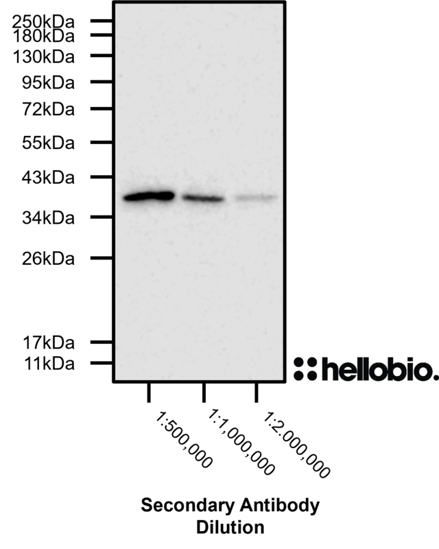 Figure 3. HB8356 shows extremely high sensitivity producing bands down to a 1:2,000,000 dilution.