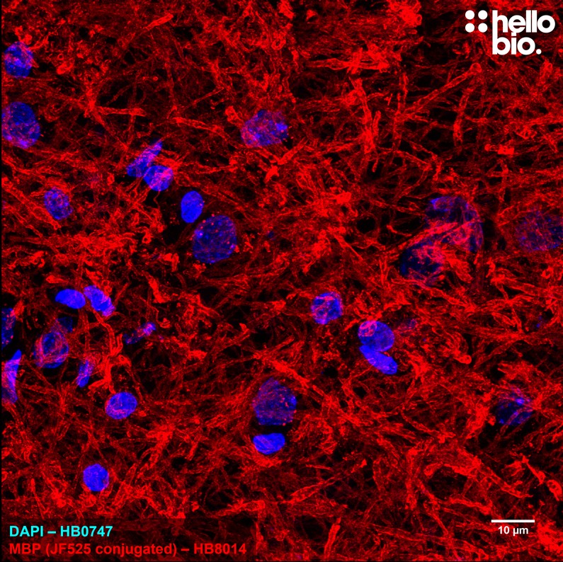 Figure 1. Janelia Fluor 525 conjugated anti-Myelin Basic Protein antibody staining in rat cerebellum