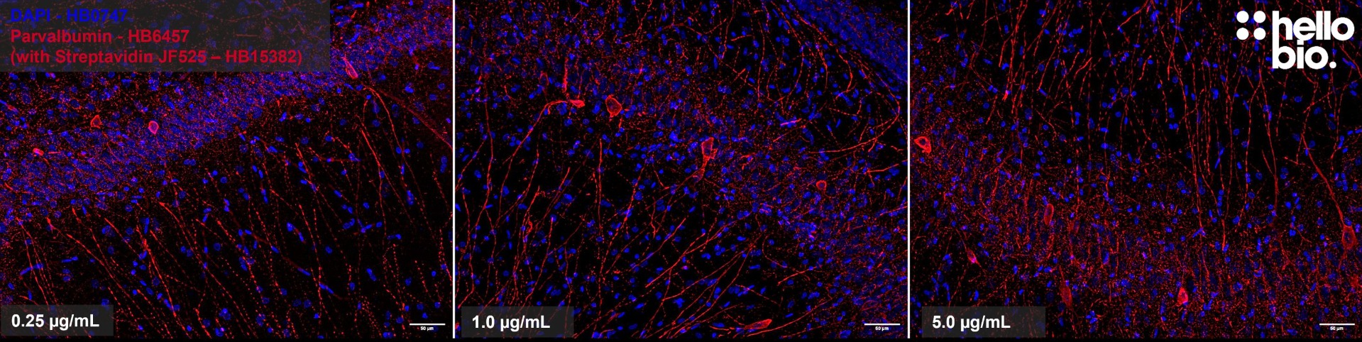 Figure 3. Concentration response of Streptavidin Janelia Fluor® 525 in detecting Parvalbumin expressing neurons  in the rat hippocampus.