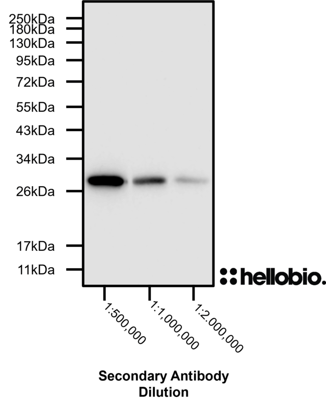 Figure 3. HB9524 shows extremely high sensitivity producing bands down to a 1:2,000,000 dilution.