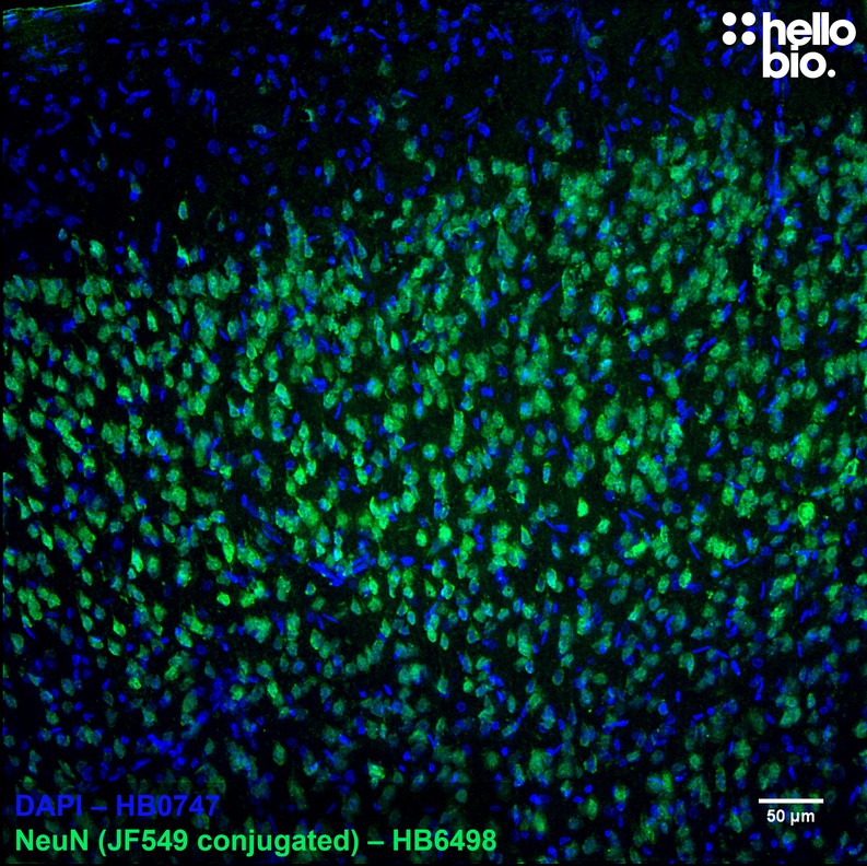 Figure 2. Janelia Fluor 549 conjugated anti-NeuN antibody staining in rat cortex.