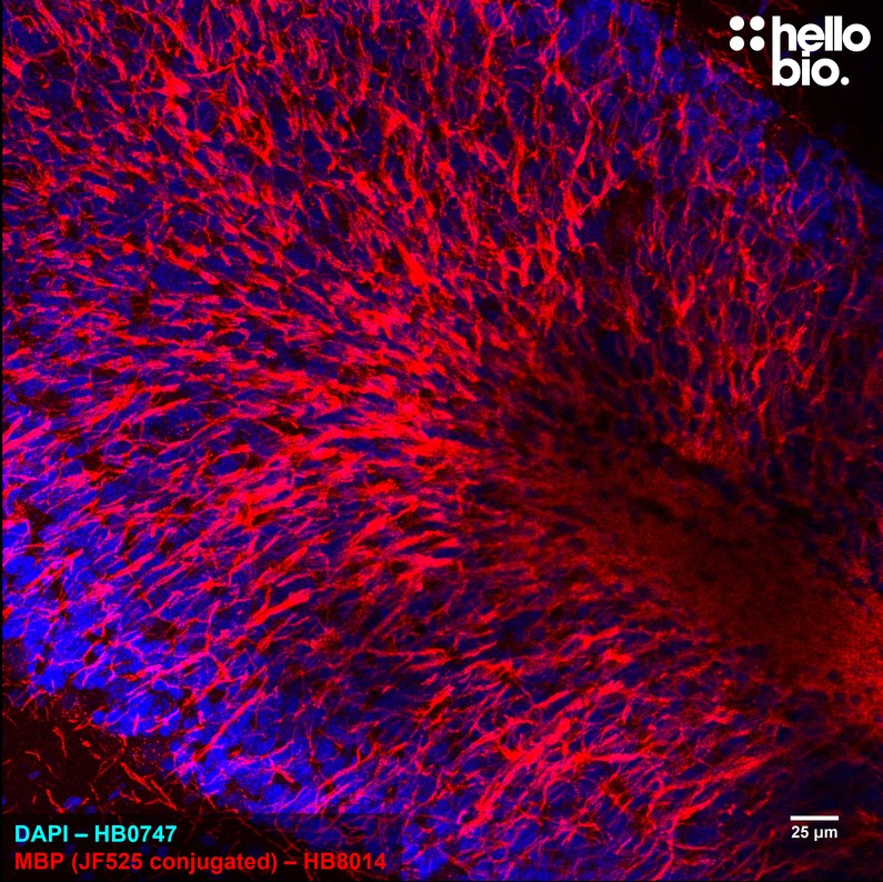Figure 2. Janelia Fluor 525 conjugated anti-Myelin Basic Protein antibody staining in rat cerebellum