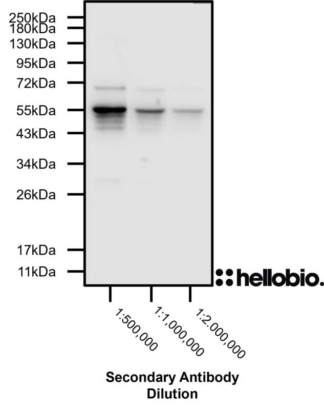 Figure 3. HB9914 shows extremely high sensitivity producing bands down to a 1:2,000,000 dilution