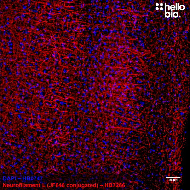 Figure 3. Janelia Fluor® 646 conjugated anti-neurofilament light antibody staining in rat cortex