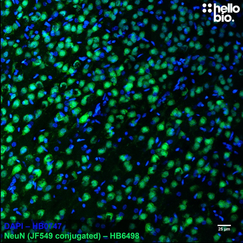 Figure 3. Janelia Fluor 549 conjugated anti-NeuN antibody staining in rat brain