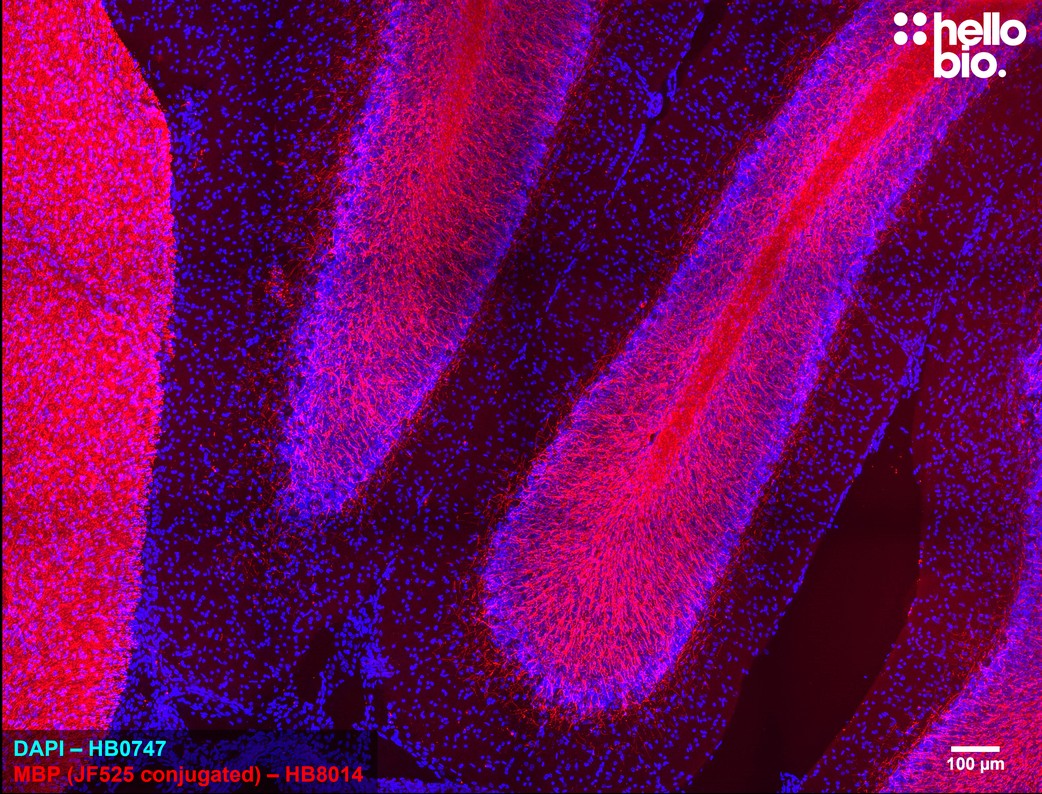 Figure 3. Janelia Fluor 525 conjugated anti-Myelin Basic Protein antibody staining in rat cerebellum