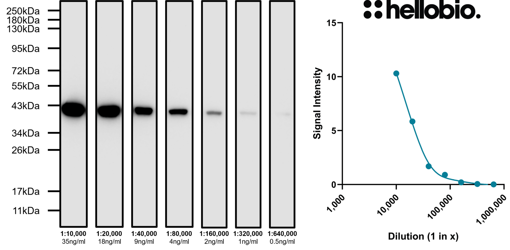 Figure 1. Concentration response of HB8356 staining when using an anti-GAPDH (HB9177) primary antibody.