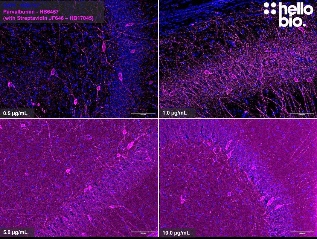 Figure 3. Concentration response of Streptavidin Janelia Fluor® 646 (HB17045) staining in rat hippocampus.
