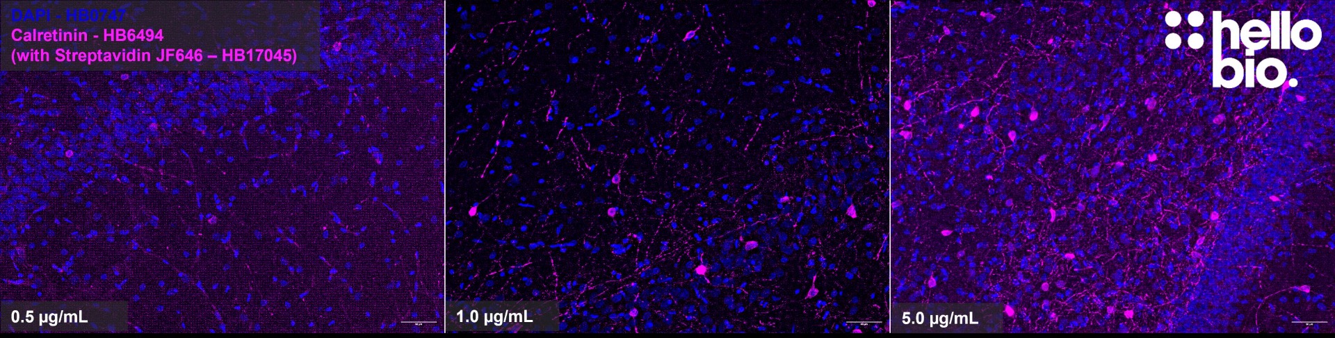 Figure 5. Concentration response of Streptavidin Janelia Fluor® 646 (HB17045) staining in rat hippocampus.