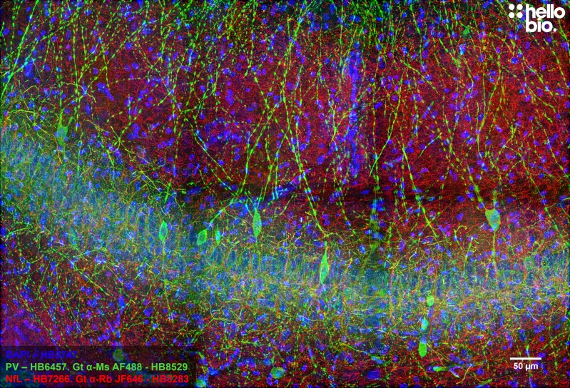 Figure 5. Neurofilament L and Parvalbumin staining in rat CA1 using HB8529 Goat Anti-Mouse H&L (AF488) and HB8283 Goat Anti-Rabbit H&L (Janelia Fluor® 646)