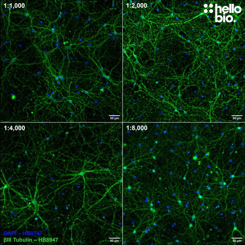 Figure 4. Concentration response of HB8947 staining in cultured rat hippocampal neurons. 