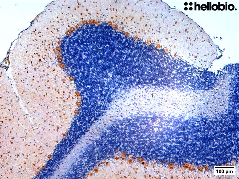 Figure 6. Parvalbumin containing neurons stained in paraffin embedded rat cerebellum sections