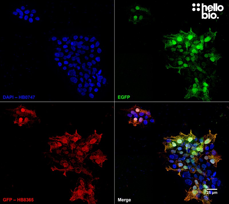 Figure 5. pEGFP-C2 transfected HEK293T cells showing co-localized staining of EGFP and HB8365.