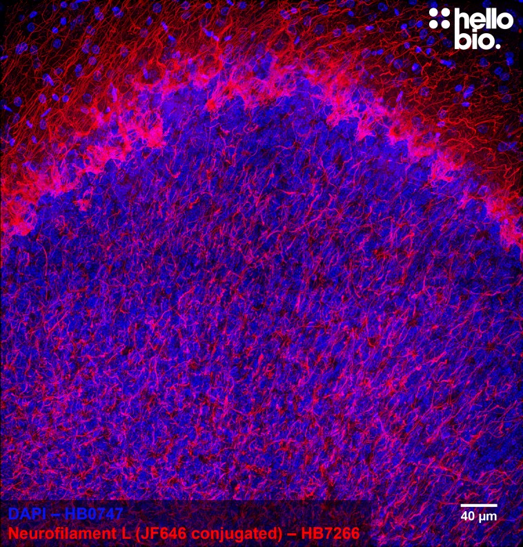 Figure 1. Janelia Fluor® 646 conjugated anti-neurofilament light antibody staining in rat cerebellum