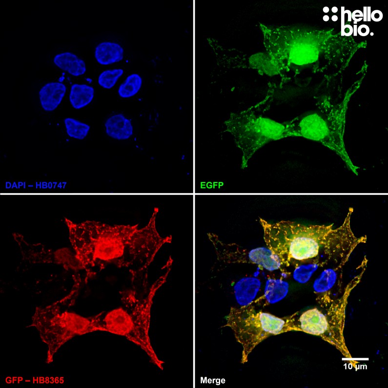 Figure 1. pEGFP-C2 transfected HEK293T cells showing co-localised staining of EGFP and HB8365.