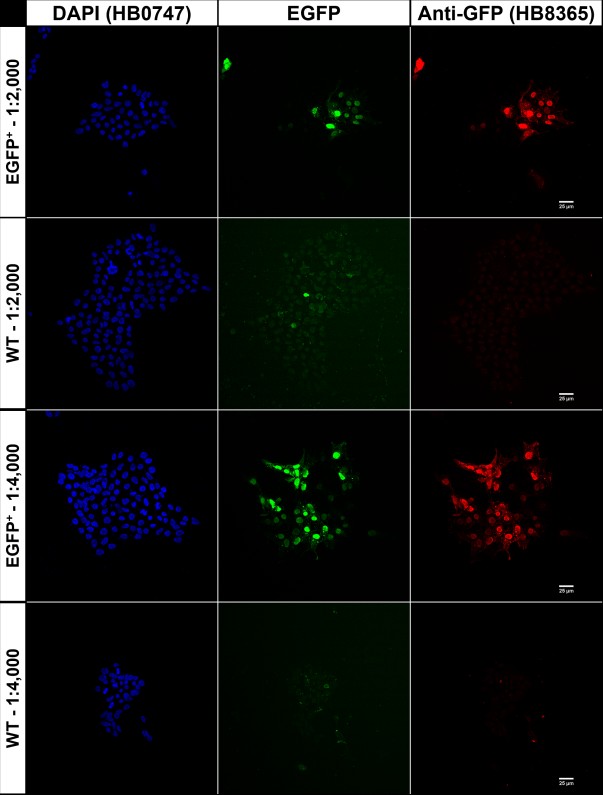 Figure 2. pEGFP-C2 transfected HEK293T cells showing co-localised staining of EGFP and HB8365 in EGFP+ but not WT cells.