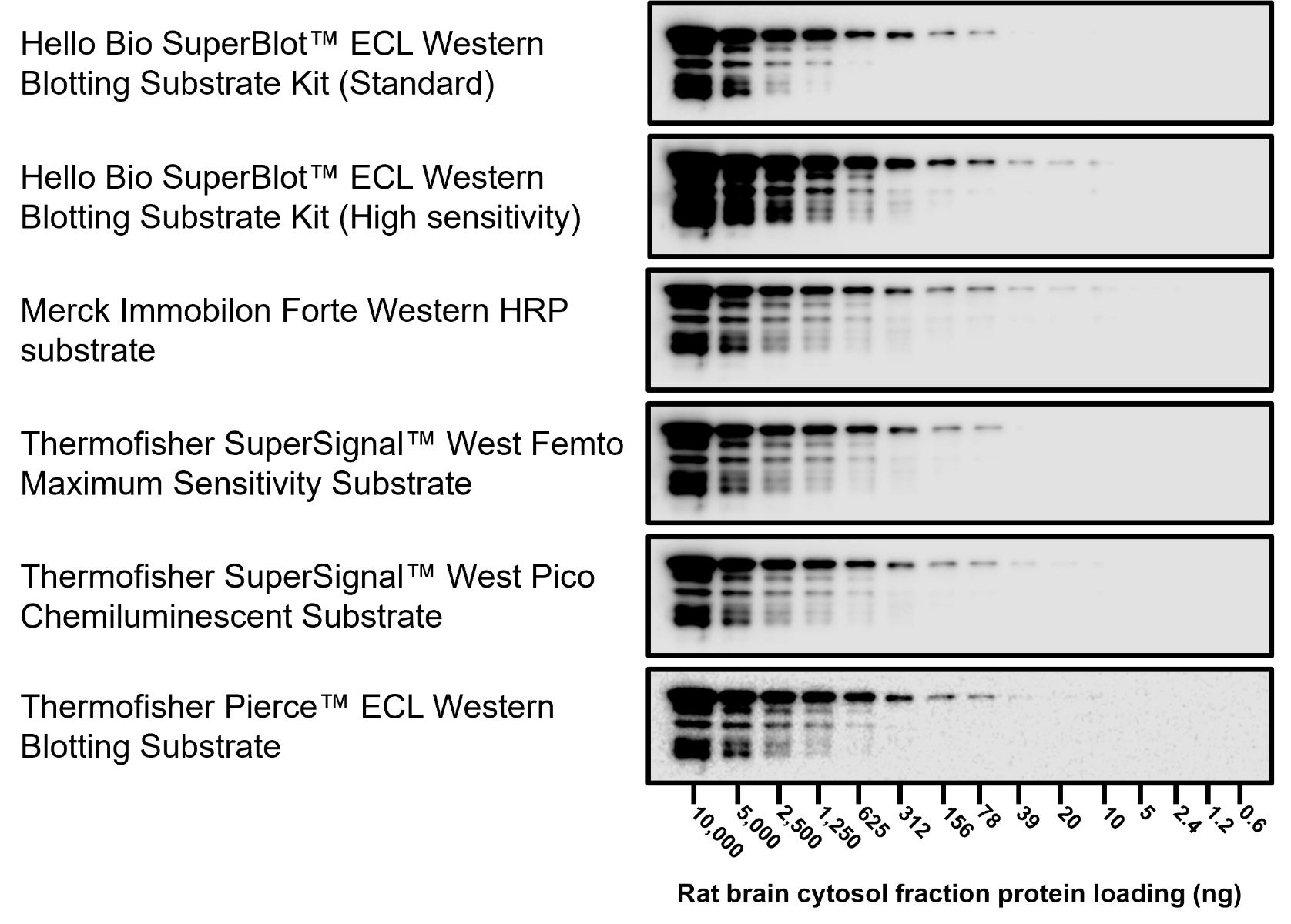 Figure 1. Representative blots for Neurofilament L of Hello Bio SuperBlot<sup>TM</sup> ECL Western Blotting Substrate Kit (Standard) and competitor solutions