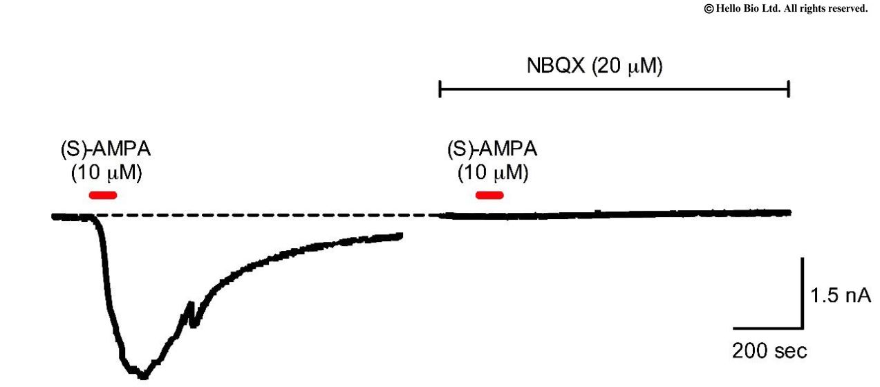 Figure 1. AMPAR mediated whole-cell current in rat CA1 pyramidal neuron in response to application of (S)-AMPA