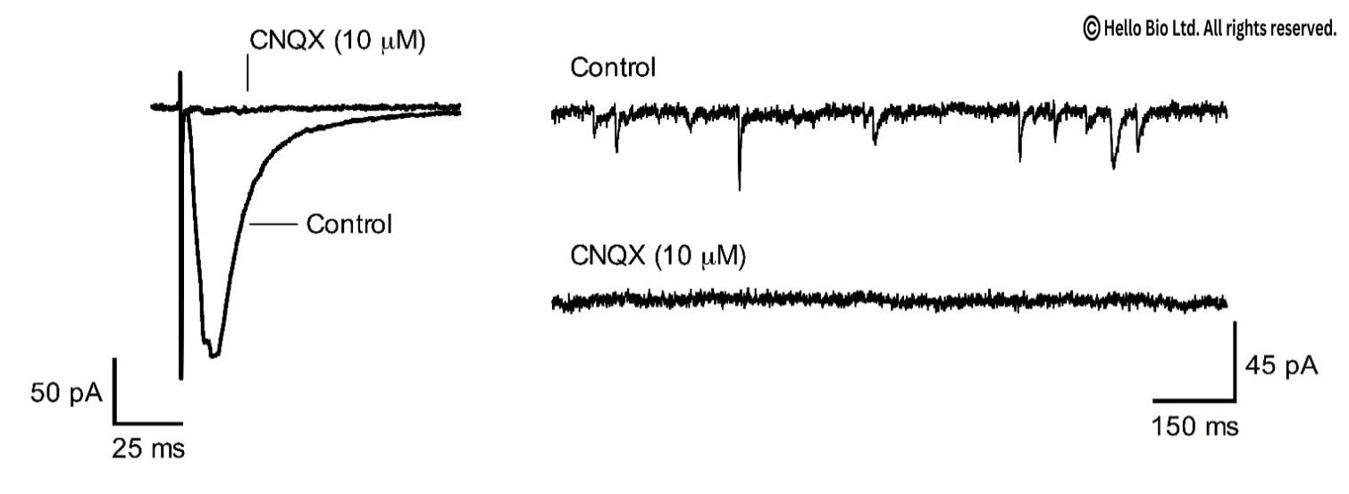 Figure 1. CNQX inhibition of evoked and spontaneous glutamate mediated EPSCs in mouse cortical neuron