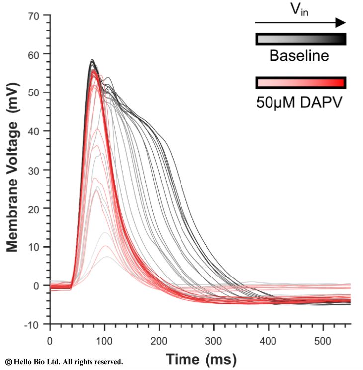 Figure 2. D-AP5 inhibition of NMDAR mediated dendritic plateau potentials in rat CA1 pyramidal neurones.
