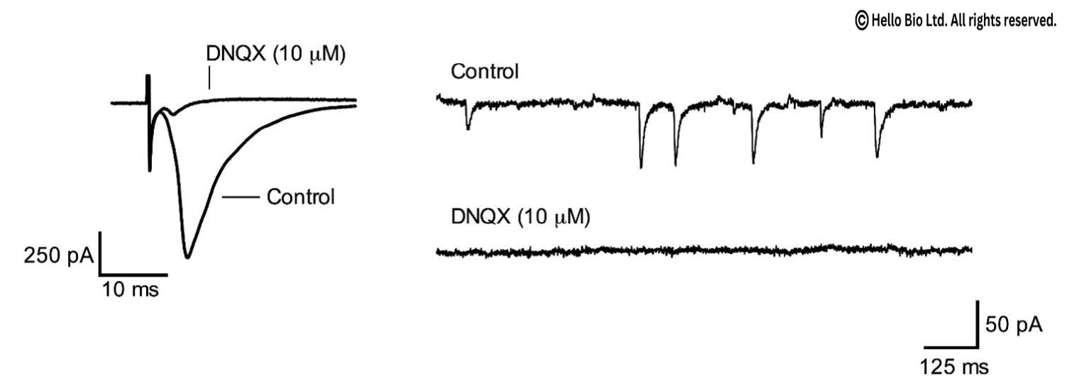 Figure 1. DNQX inhibition of evoked and spontaneous EPSCs in mouse coritical neurons