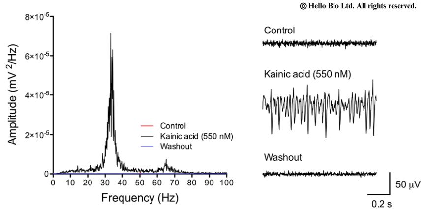 Kainic acid induced gamma oscillations