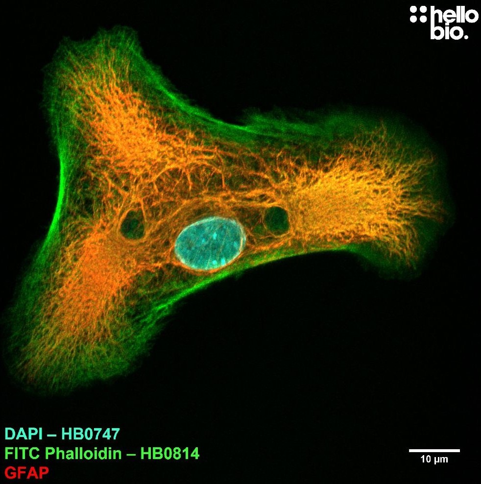 Figure 2. FITC Phalloidin, GFAP and DAPI co-staining in neuronal cell culture