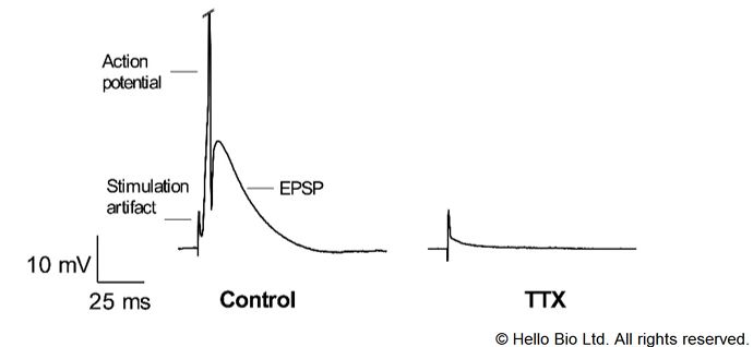 Figure 2. TTX mediated inhibition of electrically evoked EPSP and action potential within cortical neuron