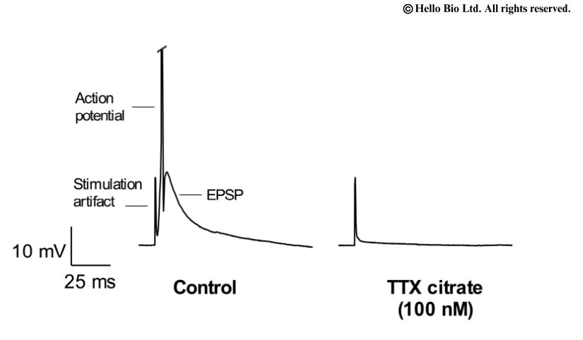 Figure 2. TTX citrate mediated inhibition of electrically evoked EPSP and action potential within cortical neuron