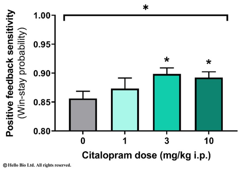 Figure 1. Citalopram increases positive feedback sensitivity in rats within a probabilistic reward learning task.