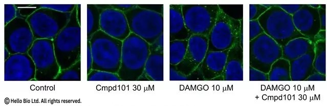 Inhibition of DAMGO-induced MOPr internalization by Cmpd101