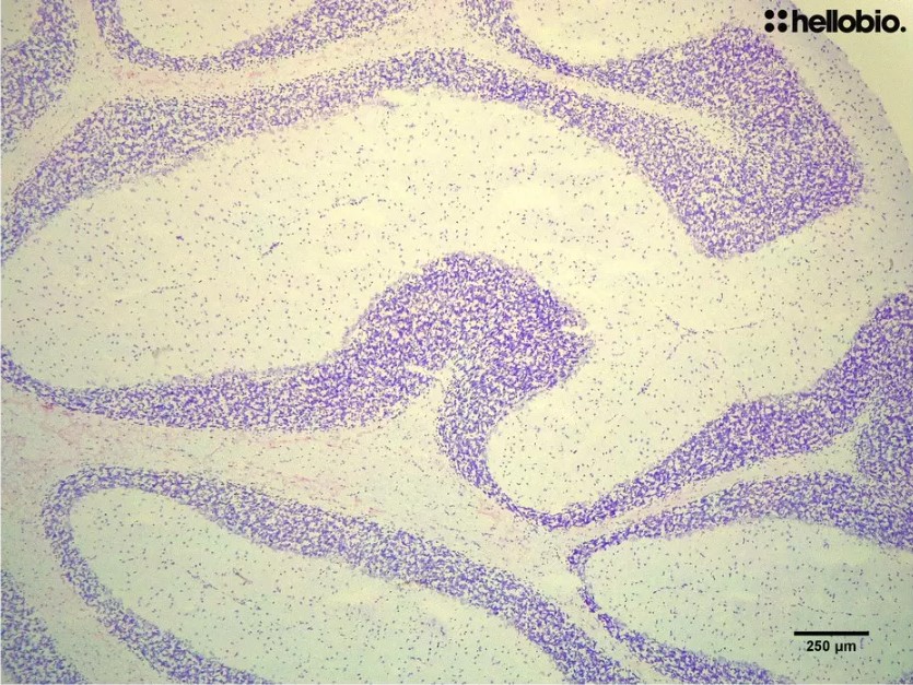 Figure9. Cresyl Violet staining in formalin fixed rat cerebellum
