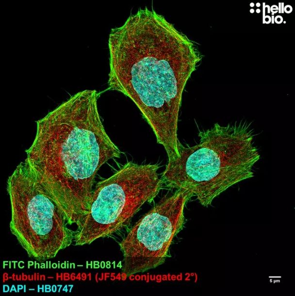 Fig 1. ß-tubulin expression in HeLa cells visualised using a Janelia Fluor® 549 conjugated secondary antibody. 