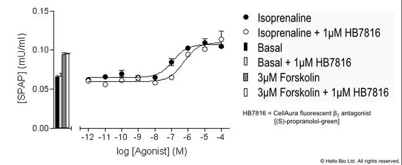 Figure 2. β1-SPAP cells assayed against lsoprenaline and HB7816 
