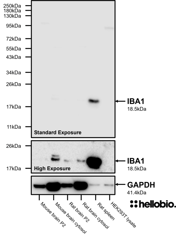 Figure 4. IBA1 expression in different tissue preparations