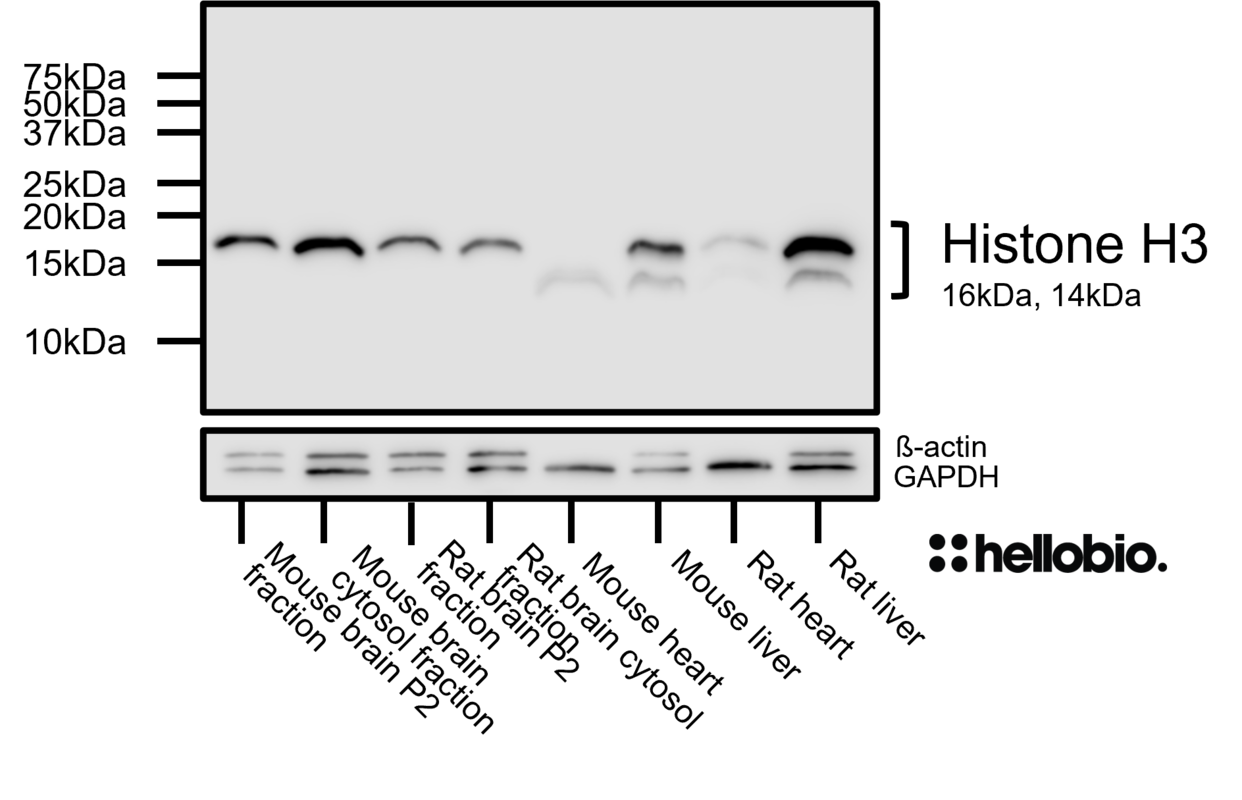 Figure 1. Histone H3 expression in various tissue lysates and preparations.