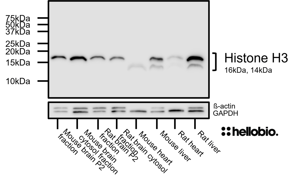 Figure 3. Histone H3 expression in various tissue lysates and preparations with ß-actin and GAPDH loading controls.