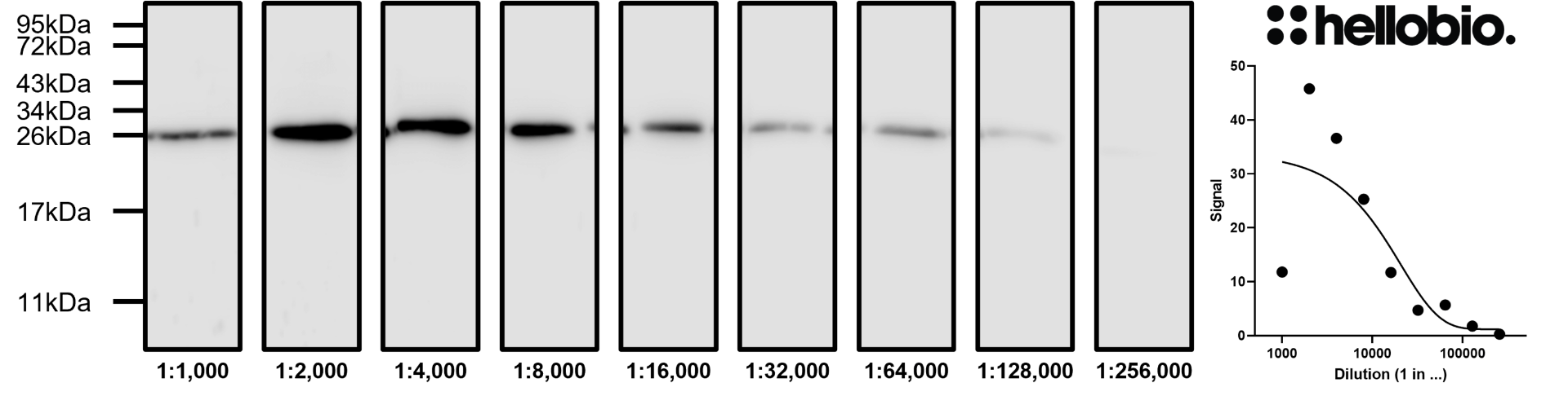 Figure 8. Concentration response of HB6494 staining in a rat brain cytosol preparation.