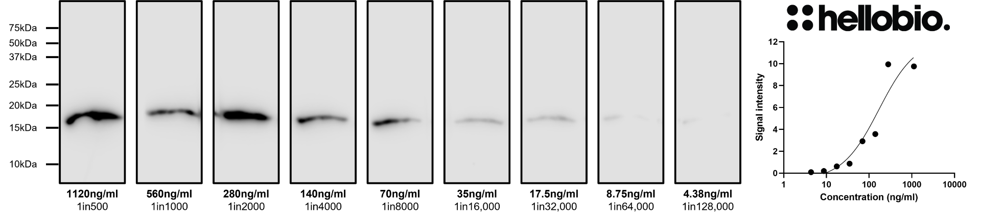 Figure 2. Concentration response of HB6980 staining in a rat brain cytosol preparation.