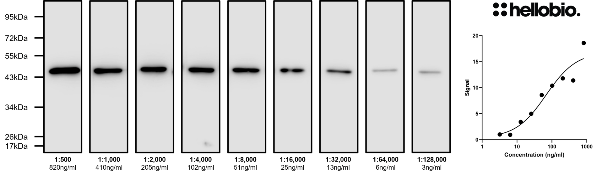 Figure 2. Concentration response of HB8224 in a rat brain cytosol preparation.