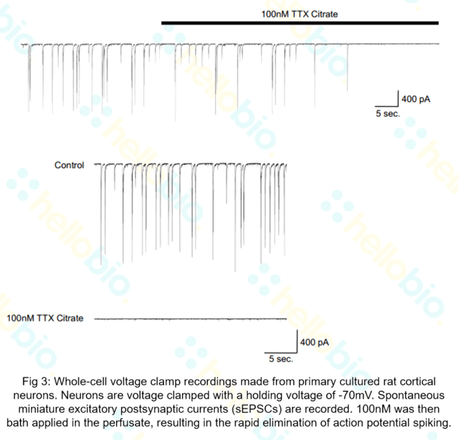Whole-cell voltage clamp recordings with tetrodotoxin
