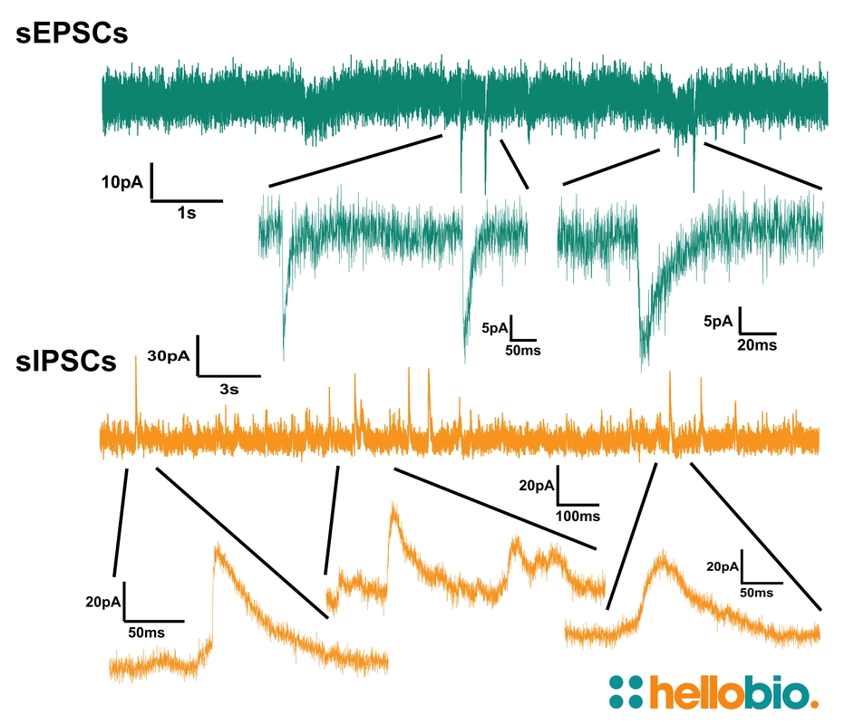 Figure 2. Spontaneous EPSC and IPSC currents recorded using HB9200 aCSF