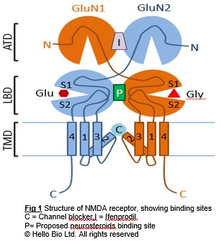 NMDA receptor structure showing binding sites