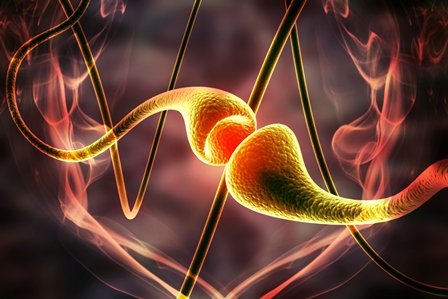 Synaptic Plasticity Review